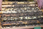 Bienen