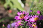 Bienen