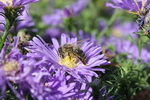 Bienen