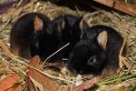 Kaninchen